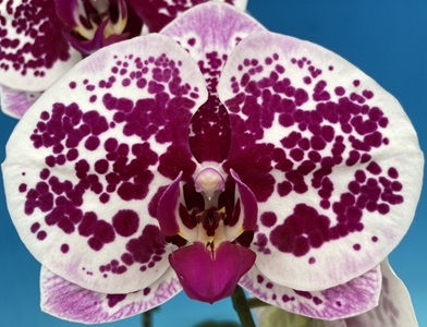 Phal. MS Gorgeous Wish