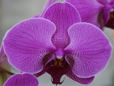 Phal. Yi Shing '224'