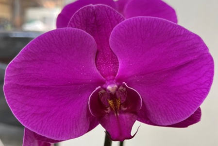 Phal. Yi Shing '291'