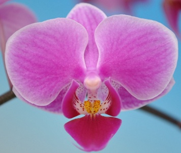 Phal. Taisuco 'KA25353'
