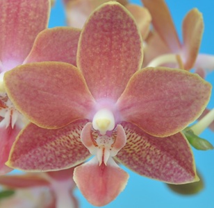 Phal. K S Orange
