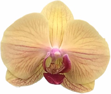 Phal. Gan Lin Yogyakarta