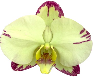Phal. Gan Lin Guadalajara