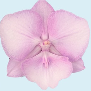 Phal. Aritsan Flora '2204'