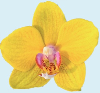 Phal. Aritsan Flora '2357'
