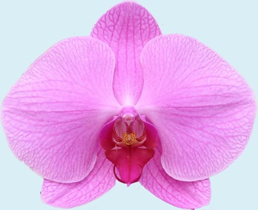 Phal. Aritsan Flora 'CL229Z'