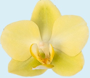 Phal. Aritsan Flora '2077'