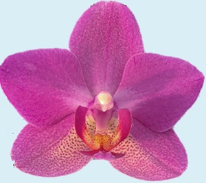 Phal. Aritsan Flora '2316'
