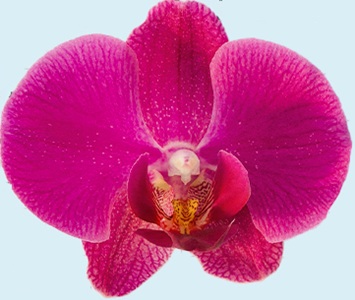 Phal. Aritsan Flora '2306'