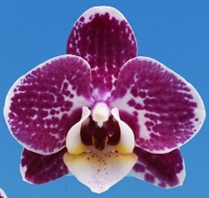 Phal. (Yushan little Pearl X Y S Big Lip) X Yushan little Pearl