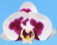 Phal. I-Hsin '2708'