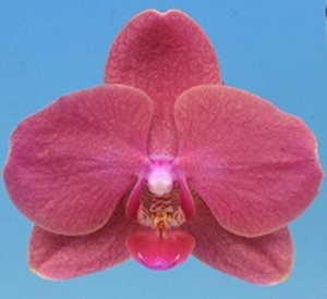 Phal. I-Hsin Raspberry Cutie