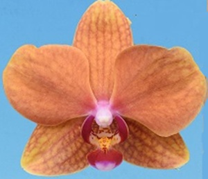 Phal. I-Hsin Ginger Ale