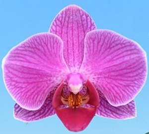 Phal. I-Hsin Naughty Nora