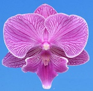Phal. I-Hsin Rose Beach