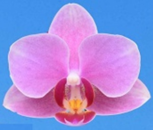 Phal. I-Hsin Twinkle Cerry