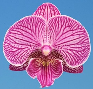 Phal. I-Hsin Rose Beth
