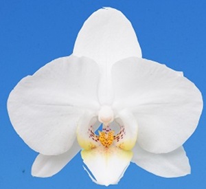 Phal. I-Hsin Edie