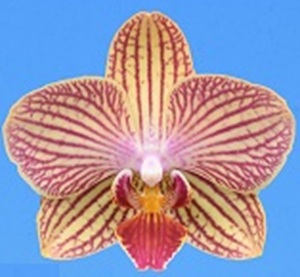Phal. I-Hsin Oscar G078 '2525'
