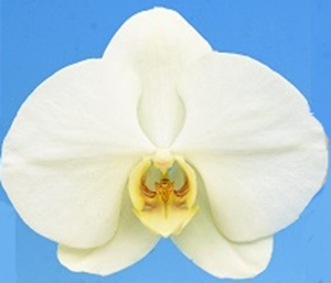 Phal. I-Hsin Green World '2716'