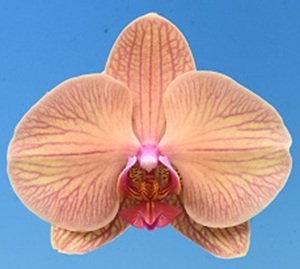 Phal. I-Hsin Golden Beth '2610'