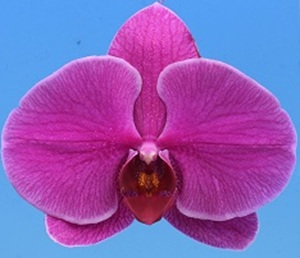 Phal. I-Hsin Chandra '2429'