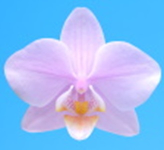 Phal. Pinlong Cheris