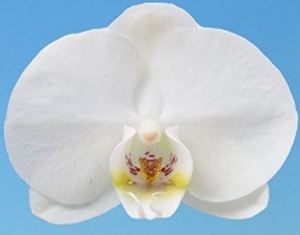 Phal. I-Hsin '2875'