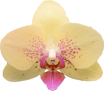 Phal. I-Hsin Freckle Face