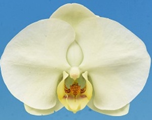 Phal. I-Hsin Helios