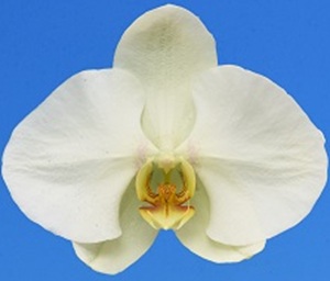 Phal. I-Hsin Helios '2444'