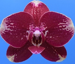Phal. I-Hsin Maurice