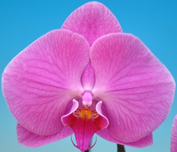 Phal. Taisuco 'BA1161'