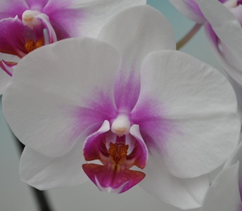 Phal. Taisuco 'BA2051'