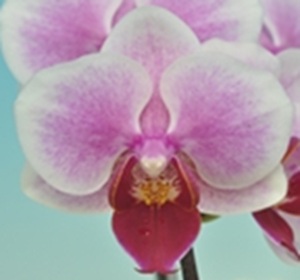 Phal. Taisuco 'K76251'