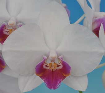 Dtps. Taisuco Monet