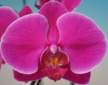 Phal. Taisuco 'KA39317'