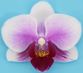 Phal. MS Little Shinny