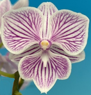 Phal. MS Striped Powder