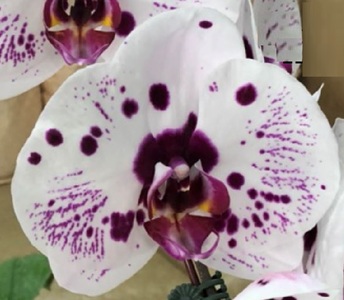 Phal. MS Smile Fairy