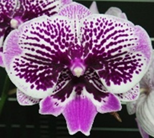 Phal. OX Happy Girl X Phal. Fusheng Red Wine