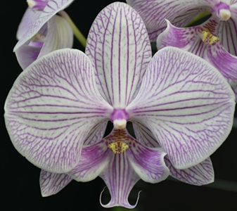 Phal. Sogo Yukidian X Phal. Chi Yueh For Peace