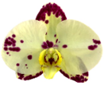 Phal. Gan Lin Puebla