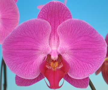Dtps. Taisuco Flame