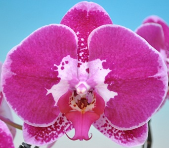Phal. Taisuco Parakeet BA1077