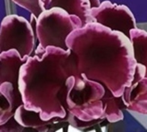 Phal. Huihai 'SPM401'