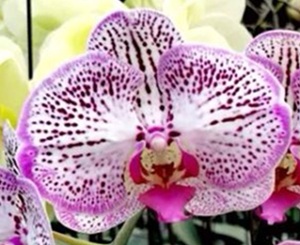 Phal. Huihai 'JB6696'