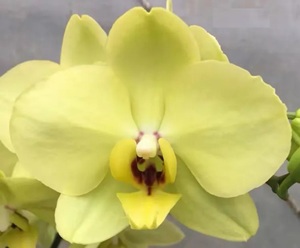 Phal. Huihai 'BJM217'