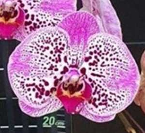 Phal. Huihai 'AP2651'