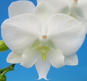Dtps. Shu Long Moonlight